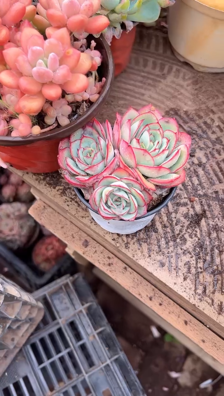 七*阙多肉植物一物一拍23249