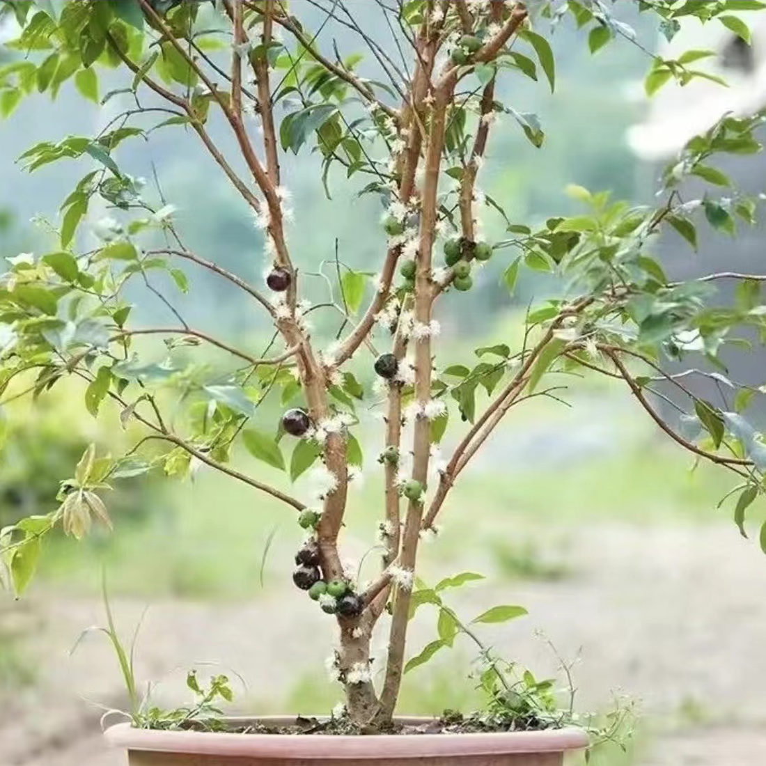 精选红妃带土带叶绿植盆栽地栽