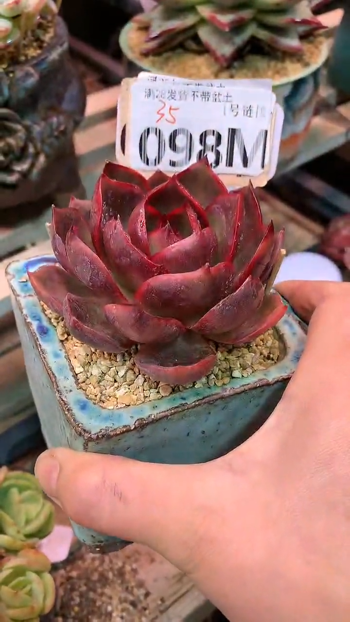 【闪购商品】098MMM