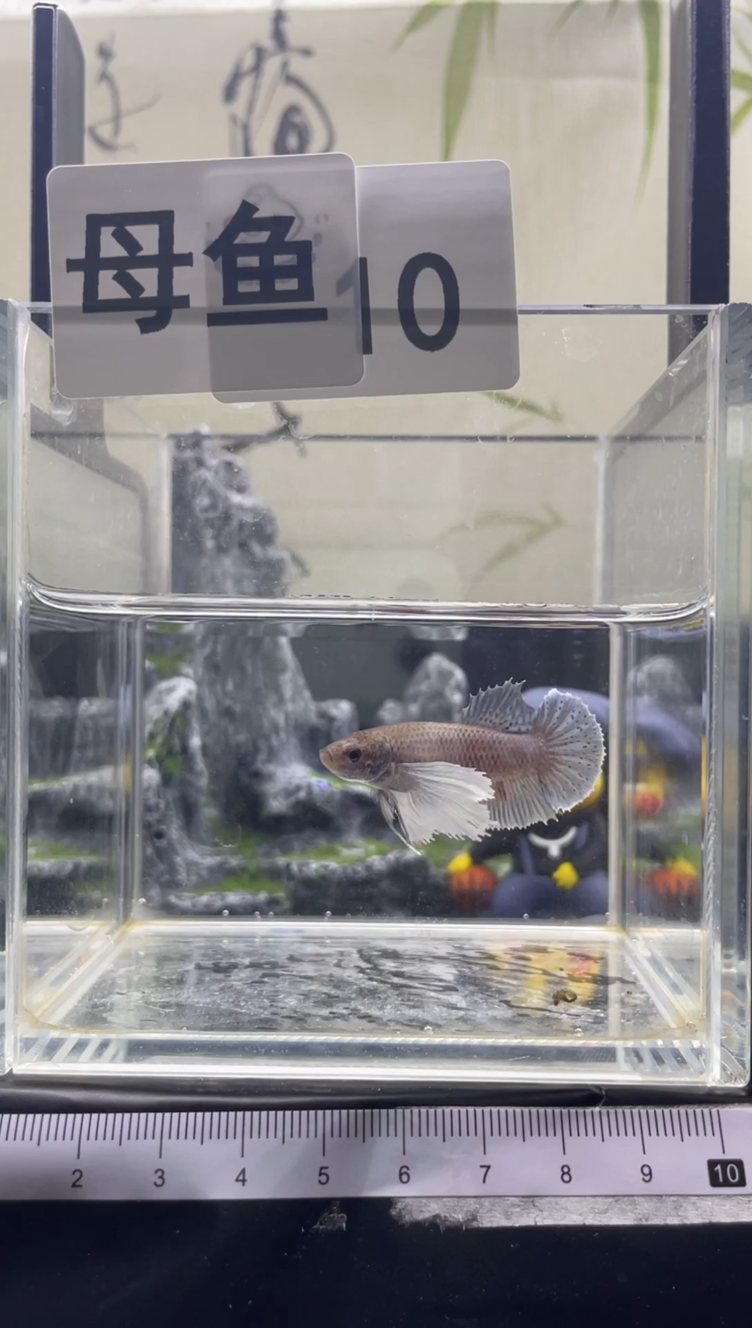 斗鱼泰国精品斗鱼A10（母鱼）