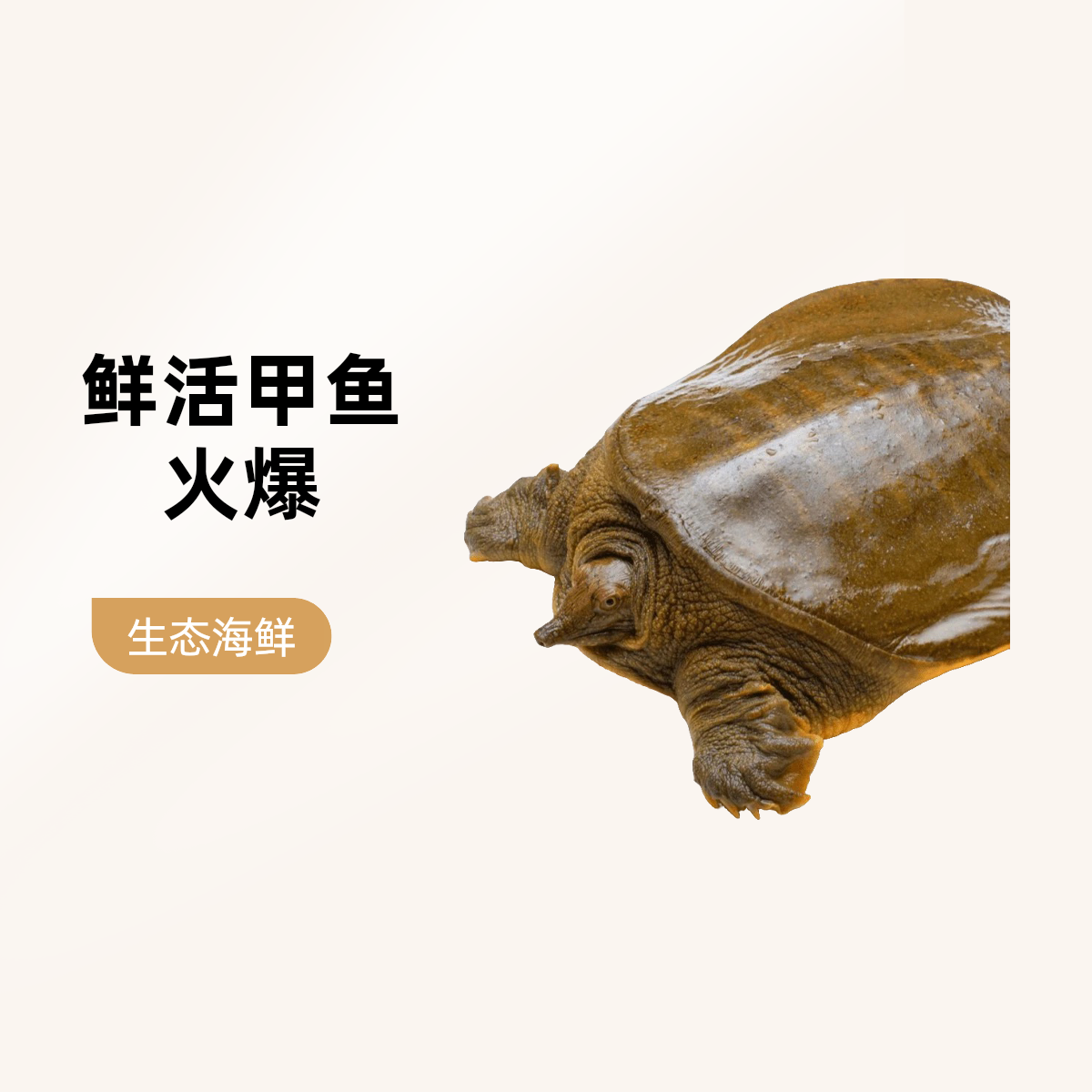 鲜活生态甲鱼（1.3-2公斤）精品