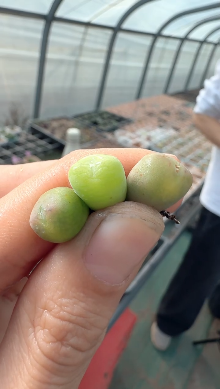 67多肉植物肉锥杂交一颗