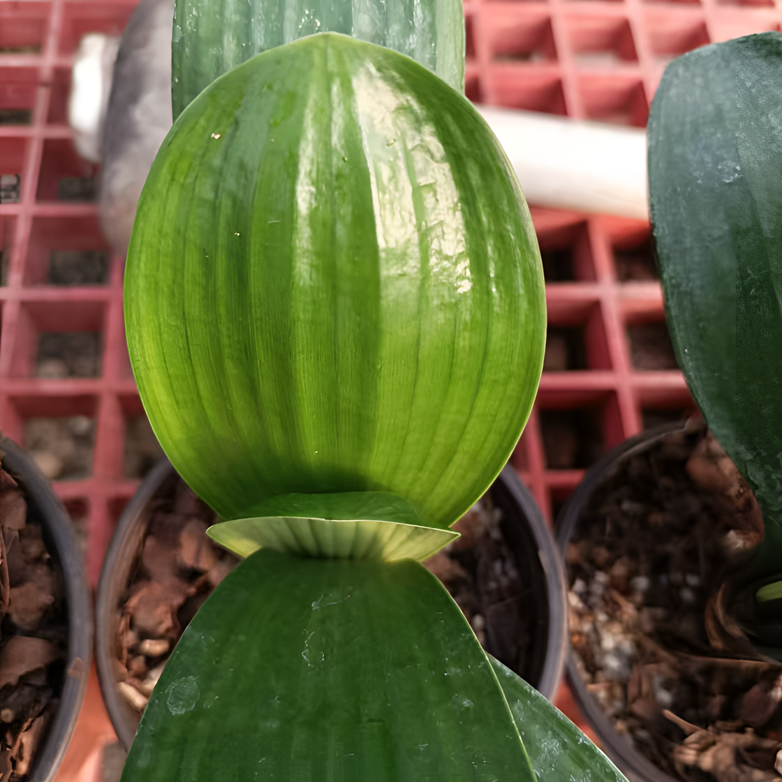 小苗、小兰、大兰零售，批发