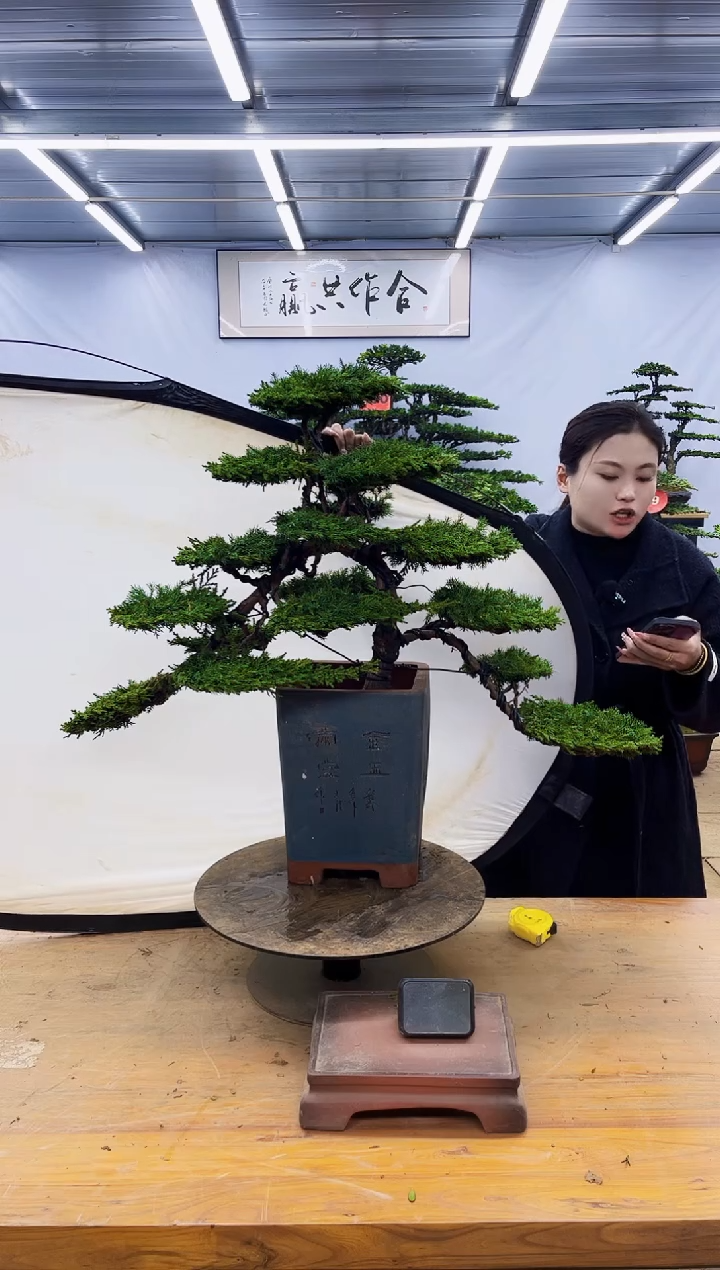 【闪购商品】高端盆景一物一拍，所见即所得