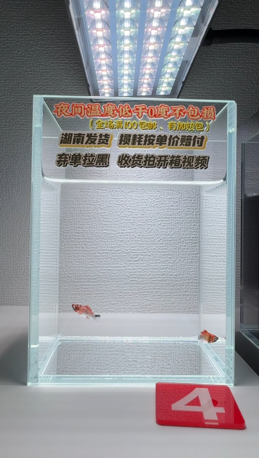 黑玛丽鱼004红头小苗2条