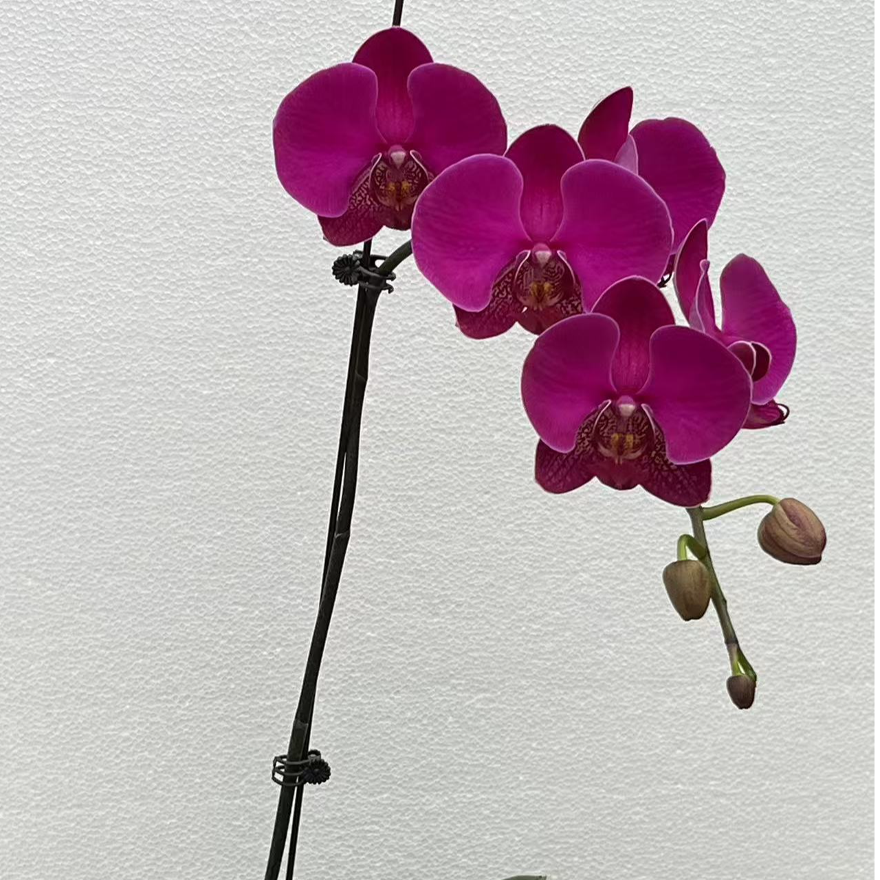 【火龙果】蝴蝶兰花经典大花开花发货好养耐开年宵乔迁送礼双君花卉