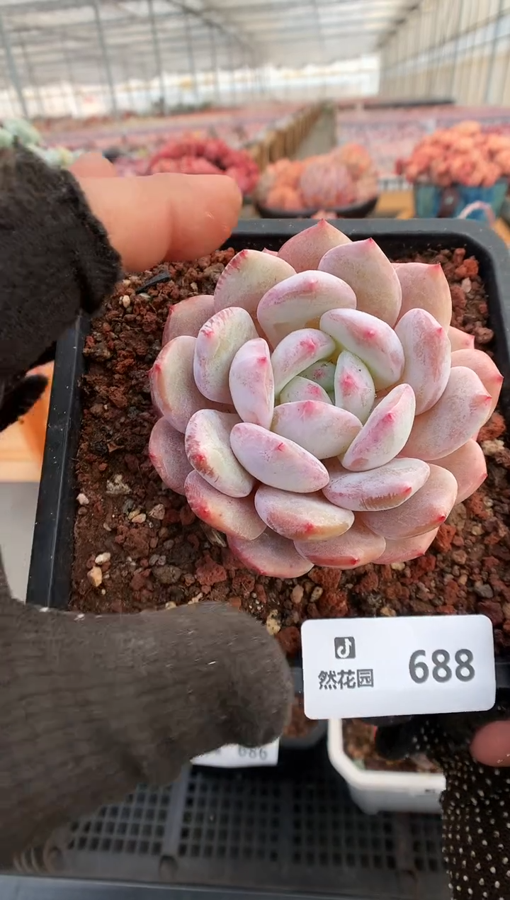 【闪购商品】688蒙克一物一拍