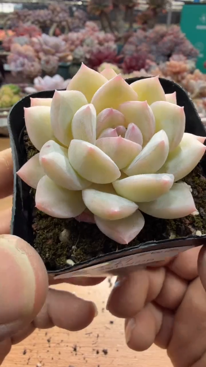 东云多肉园三店-27