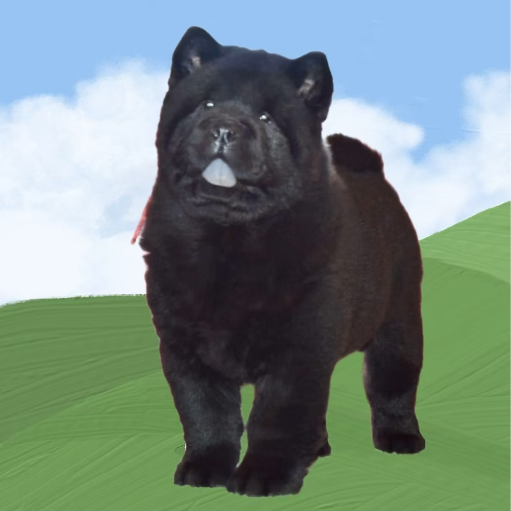 名宠甄选五黑犬活体链接