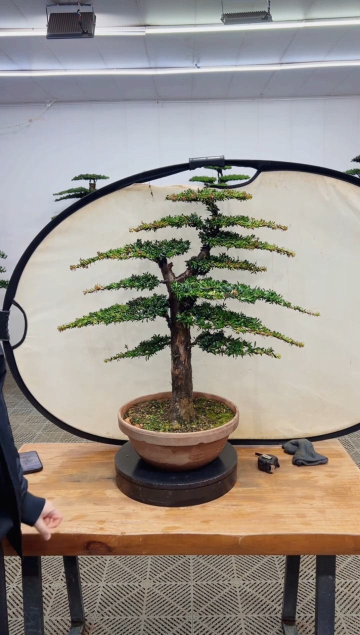 无花朵造型盆景一物一拍