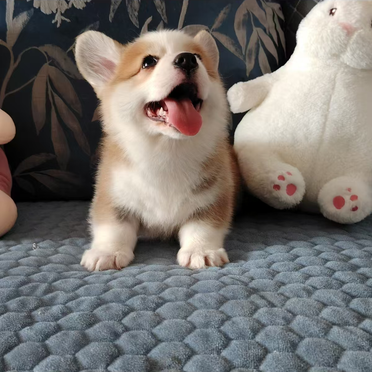 赛级柯基犬幼犬狗狗活体