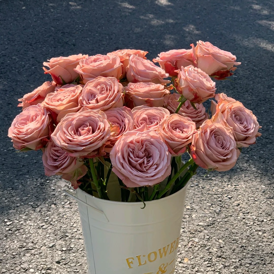 【卡布多头玫瑰5支】今天拍明天到，任意2单花花顺丰包邮+保鲜剂