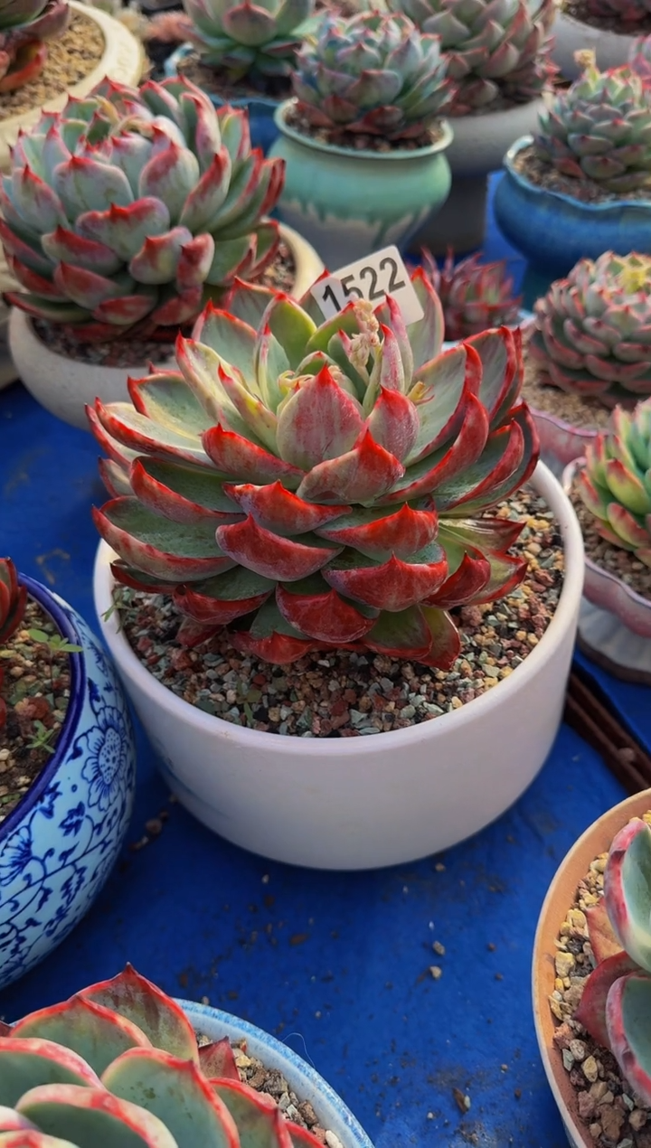 【闪购商品】1522惊鸿仙子（裸根发货）