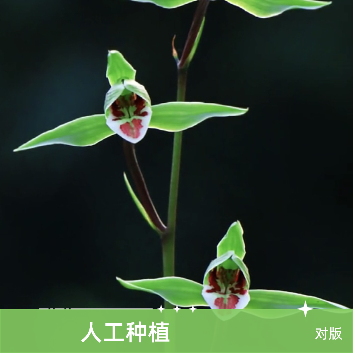 【新品绿素】寒兰名品 老种2苗 花开浓香 好养易活 对版 人工种植