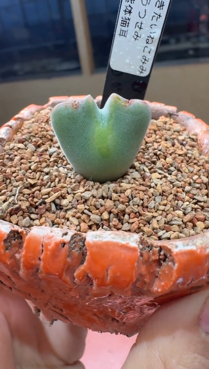 多肉植物肉锥23-143紫体猫耳