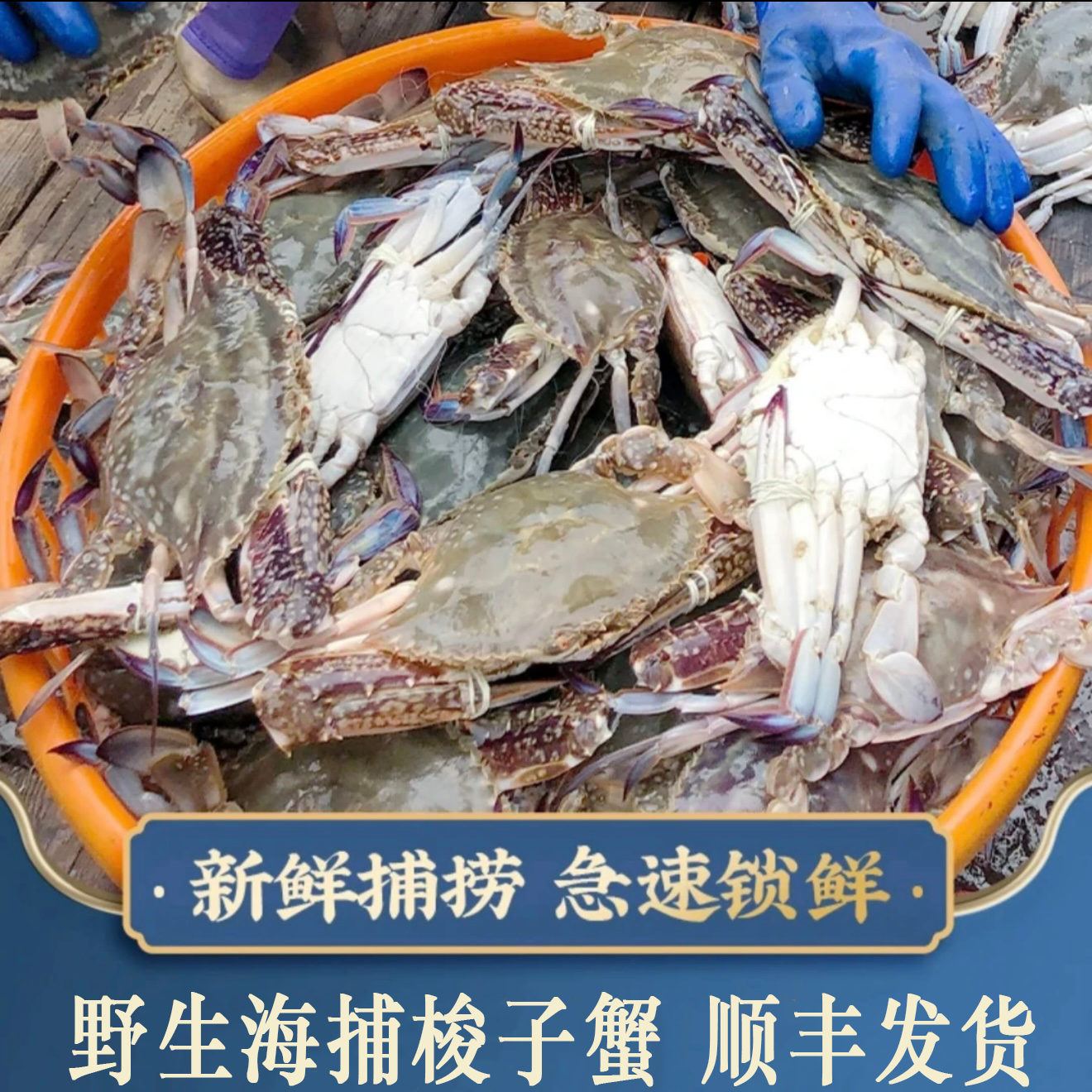 【冻蟹】舟山海捕梭子蟹 纯野生 肉母蟹 3-4两/只  到手7-9只 净重3斤/箱