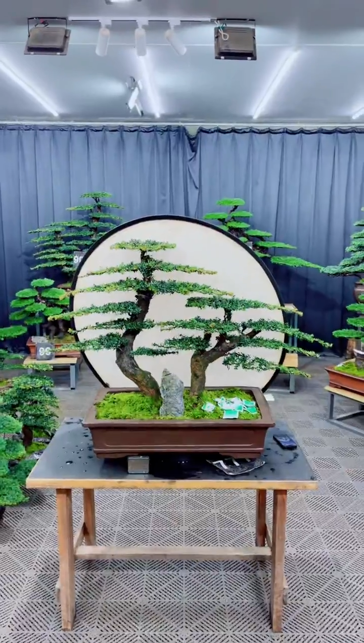 无花朵盆景.....