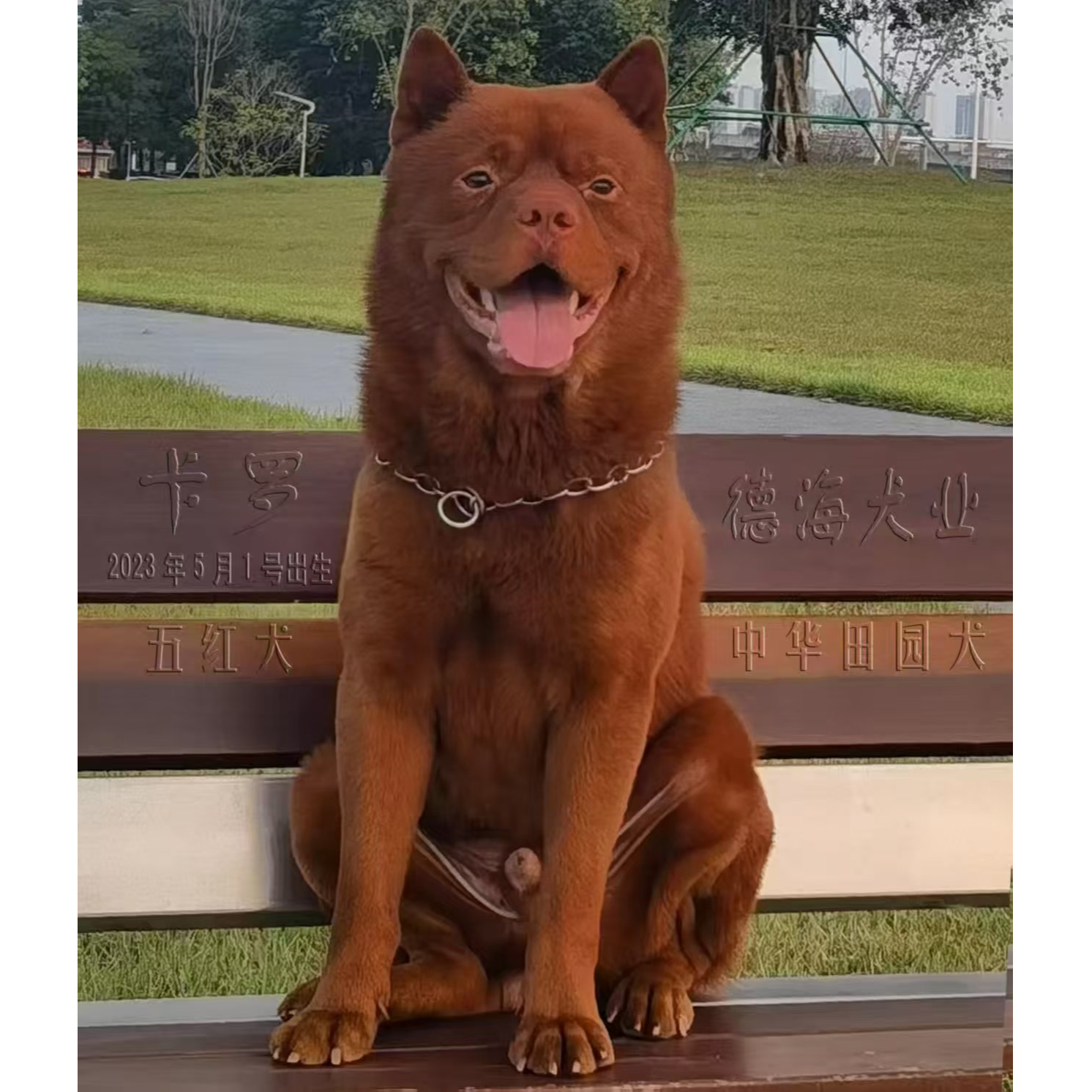 新（佛山德海犬舍）狗狗活体