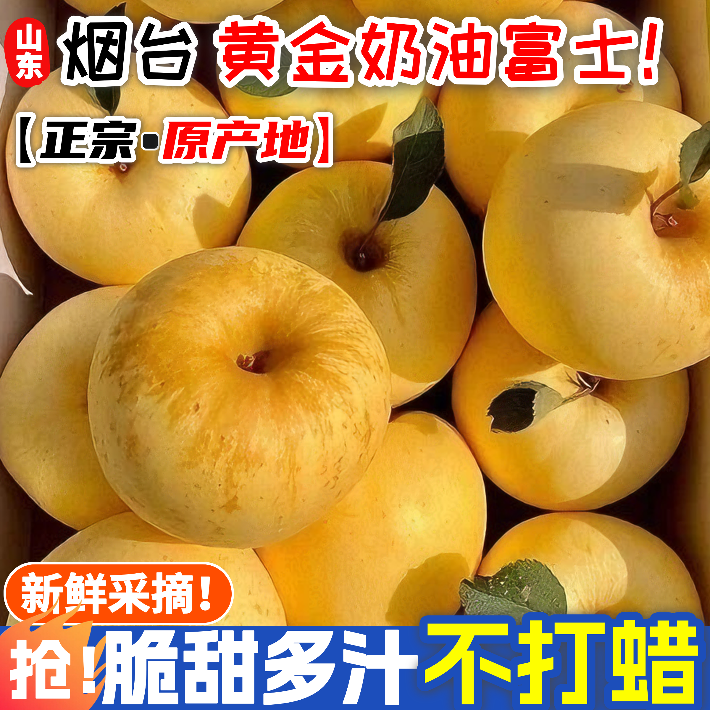 【黄金奶油富士苹果】正宗山东烟台原产地整箱苹果新鲜水果产地直发