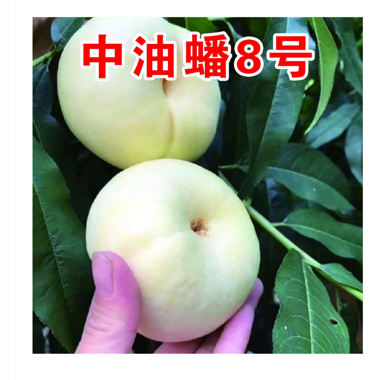 中油蟠8号一年生种子