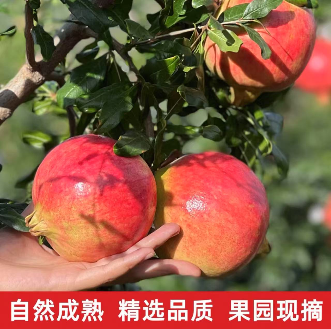 四川会理软籽石榴新鲜当季水果鲜甜爆汁饱满（丑果）