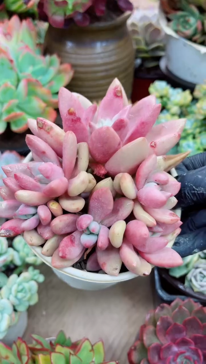 吖*21015多肉植物一物一拍