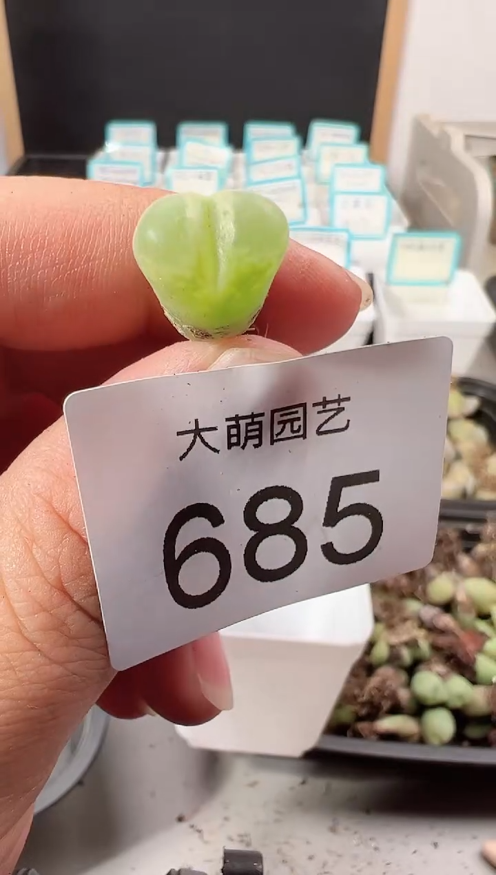 【闪购商品】++++685莉迪亚 小雀斑