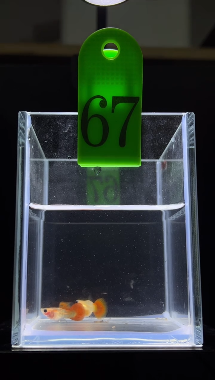 孔雀鱼银河普通体67