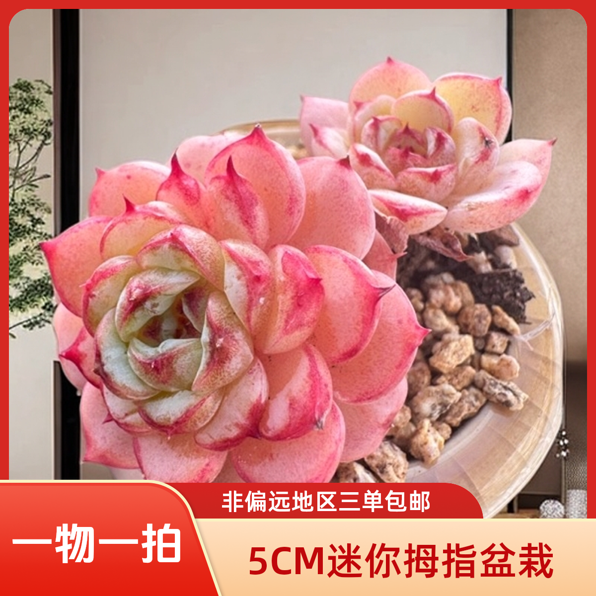 D_001-200【小尾巴多肉直播链接】5CM迷你拇指盆栽带盆土发货  