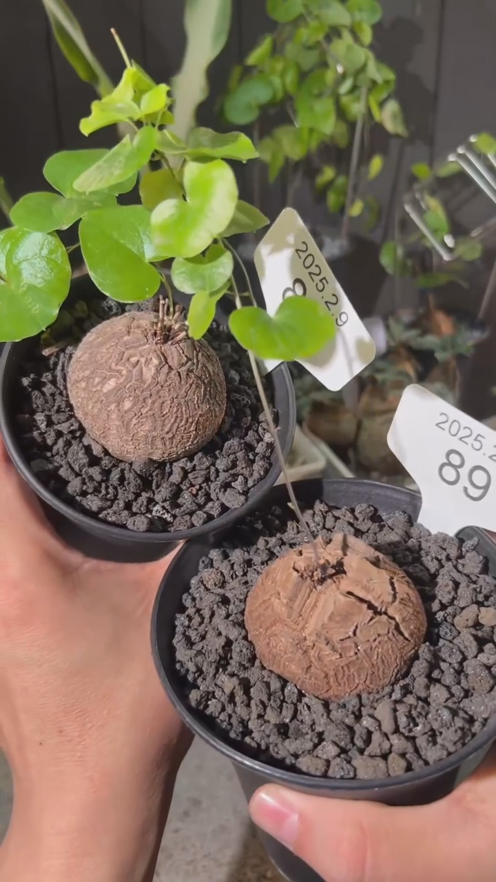 【闪购商品】南非龟甲龙2.9.89