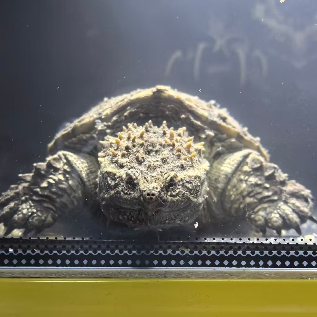【直播精选】名种原种爆刺大头宽脸野后纯佛苗子压成佛鳄人工养殖龟