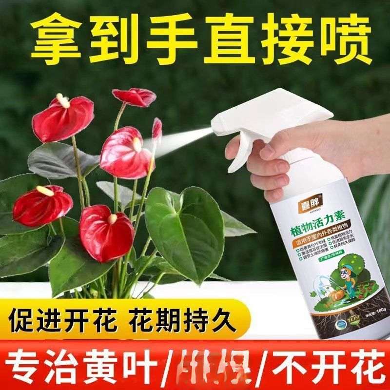 红掌营养液专治叶子发黄烂尖花朵干枯掉落不开花花期短肥料