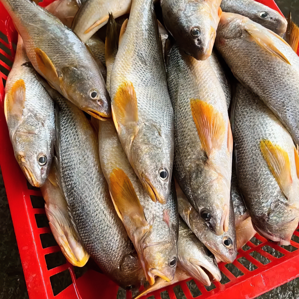 野生海捕红三牙鱼 极速锁鲜发货 全国顺丰冷链包邮