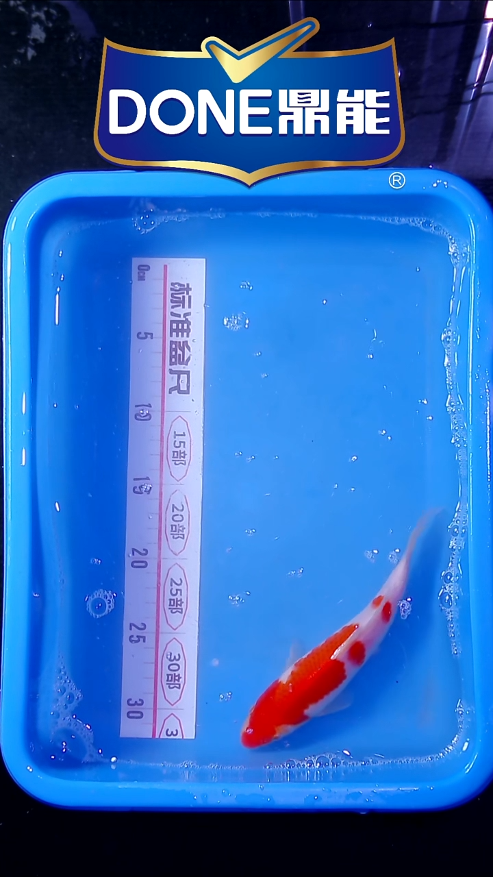 锦鲤直播间菁选 对版发货 50号