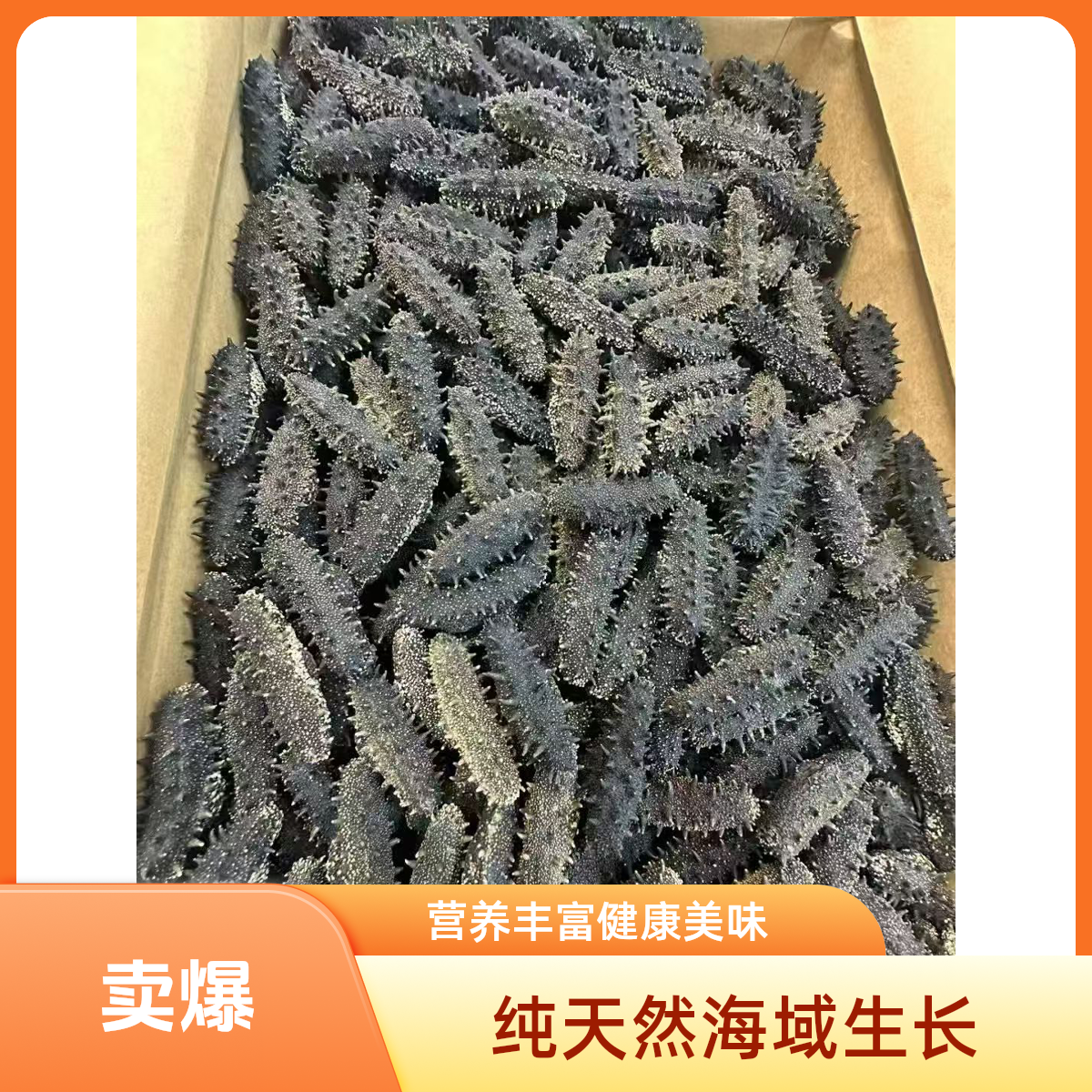 60头国标级纯淡干海参，大连瓦房店