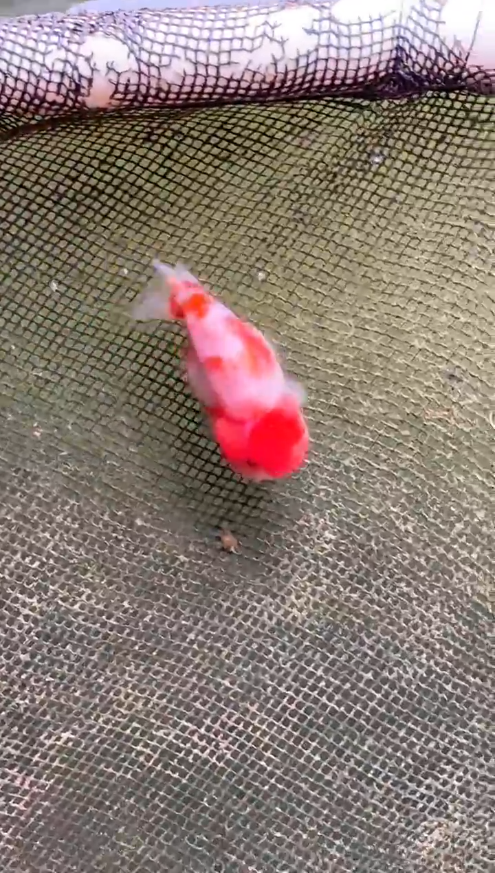 金鱼隔****馆水娃娃观赏鱼兰寿金鱼  不包邮