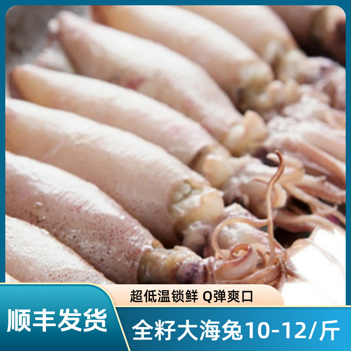 【全母带籽】新鲜海捕满籽海兔笔管鱼水产鲜嫩可口