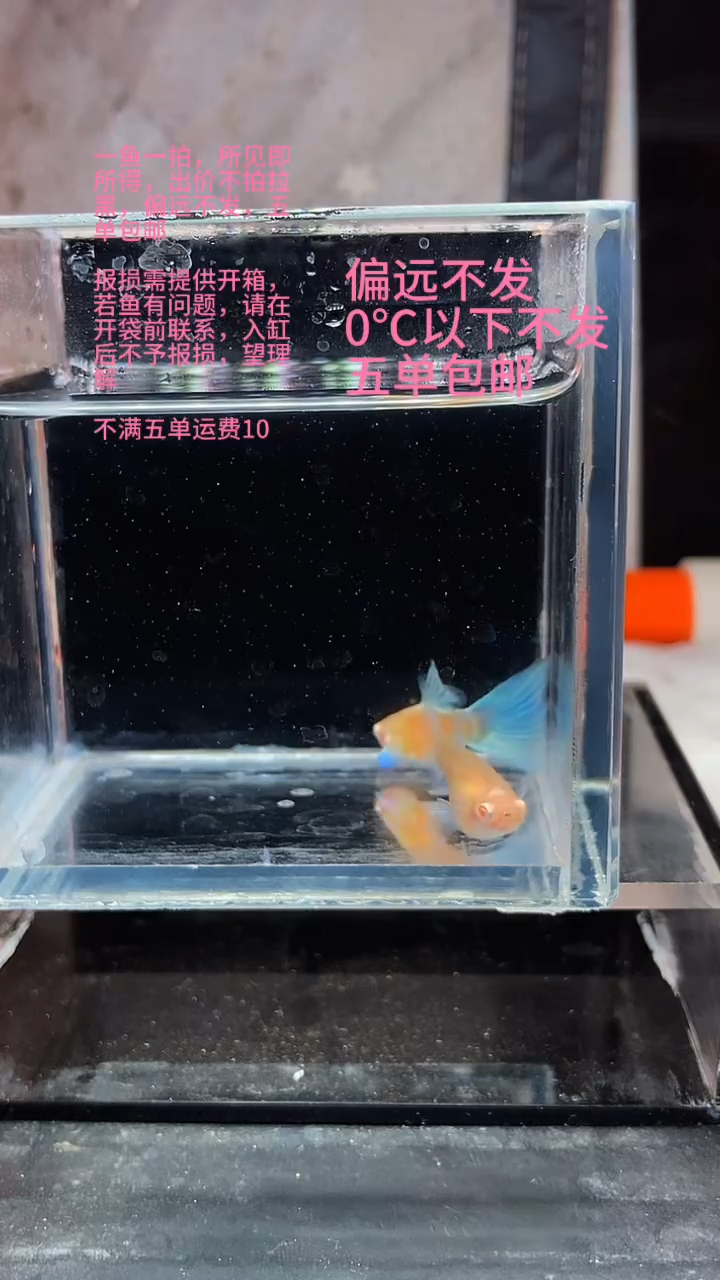 孔雀鱼孔雀鱼 37