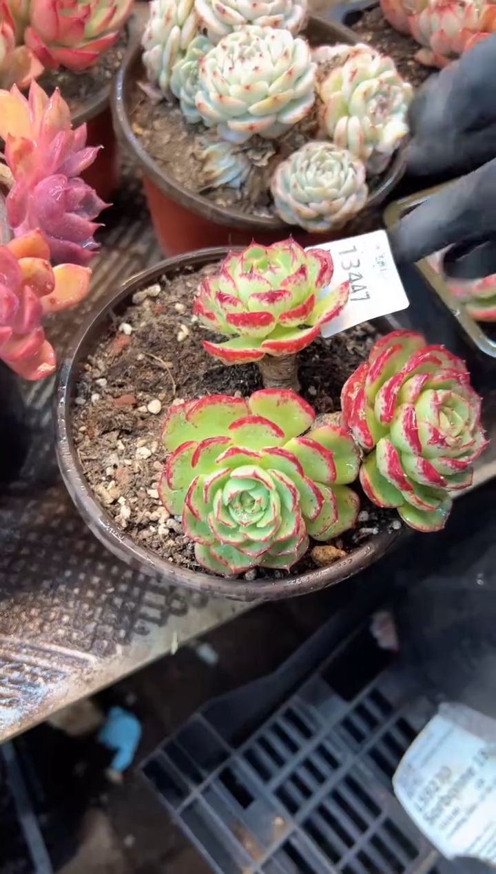 那**芳多肉植物一物一拍13447