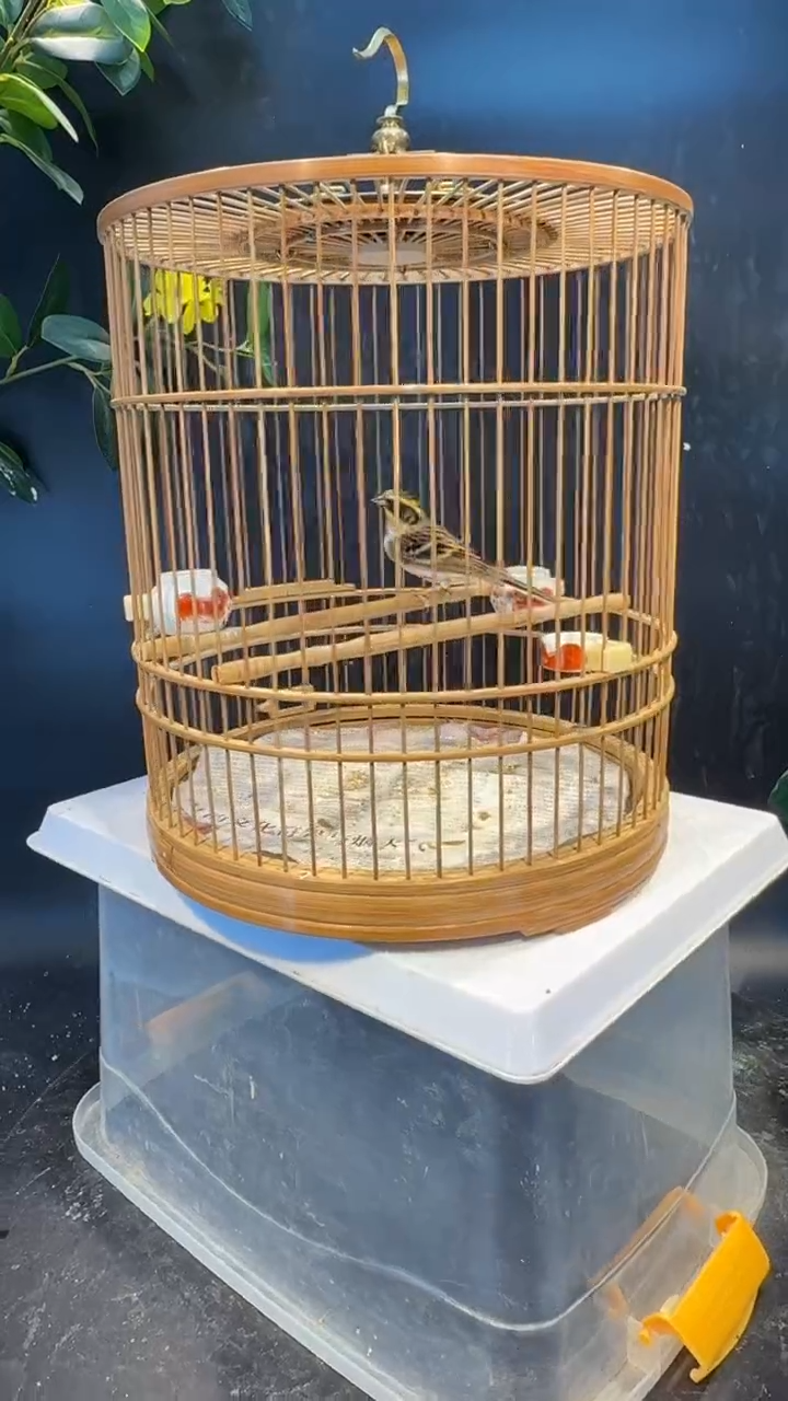77号  虎头凤养笼  0元起拍