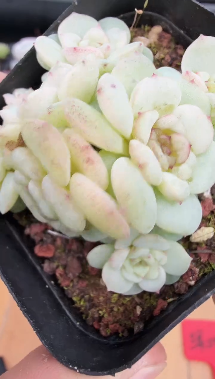 东云多肉园新款-46