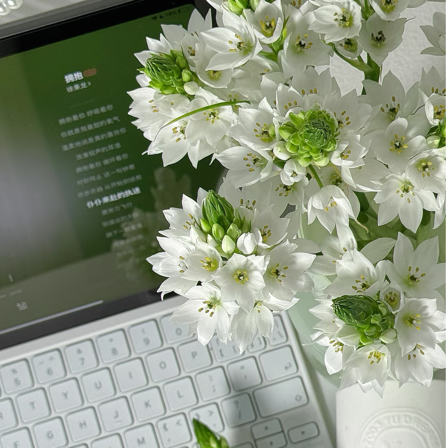 【纯洁高雅】雀梅一束（10支 鲜切花） 基地直发