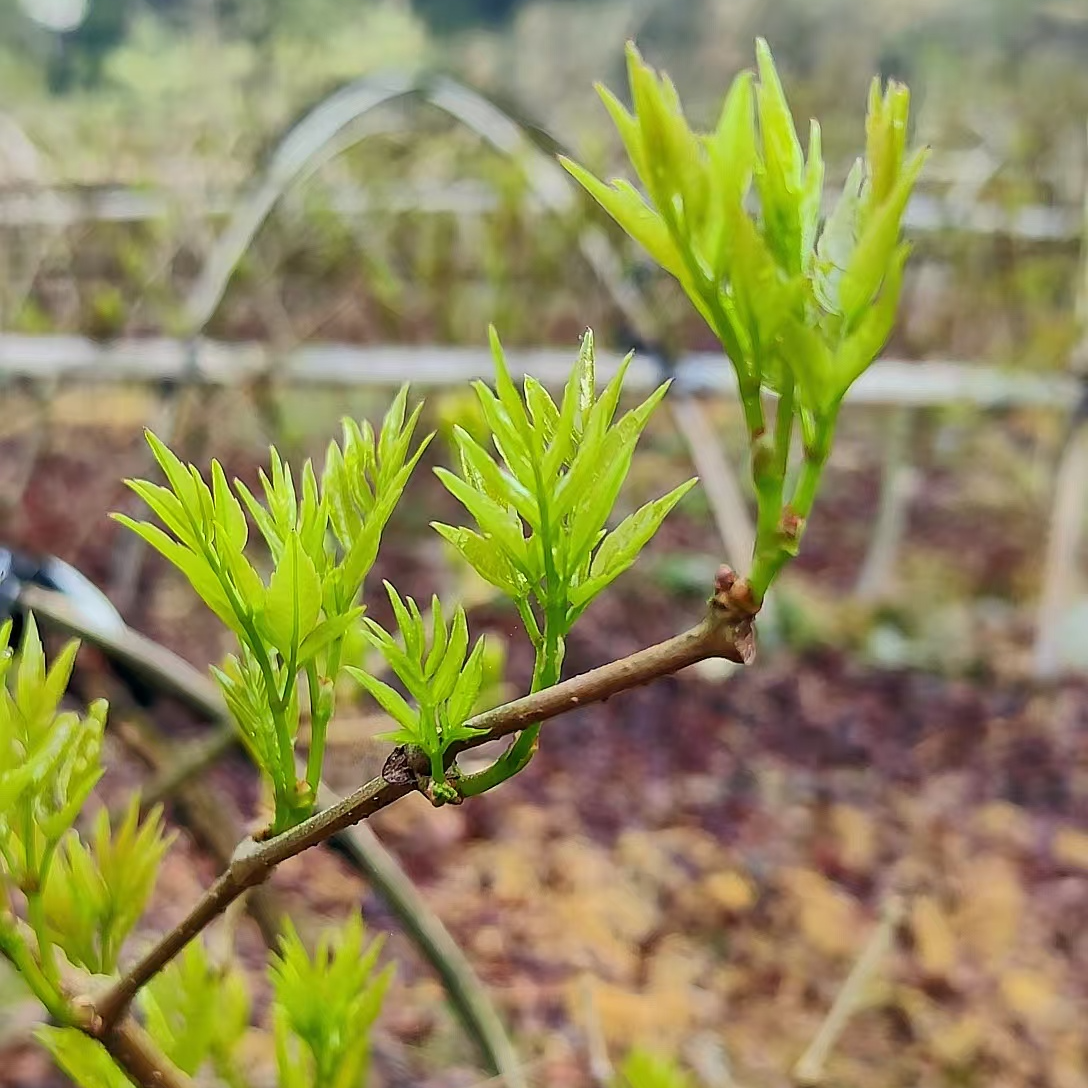 来凤藤茶正宗恩施来凤藤茶富硒2025年藤茶【2025精品芽茶】新茶
