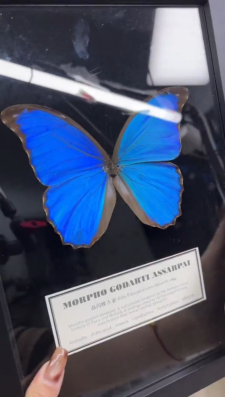 有机玻璃晶闪蝶相框标本