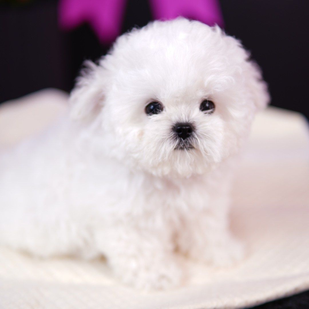 (金豆家)比熊幼犬活体棉花糖卷毛比熊犬小型犬家养宠物狗