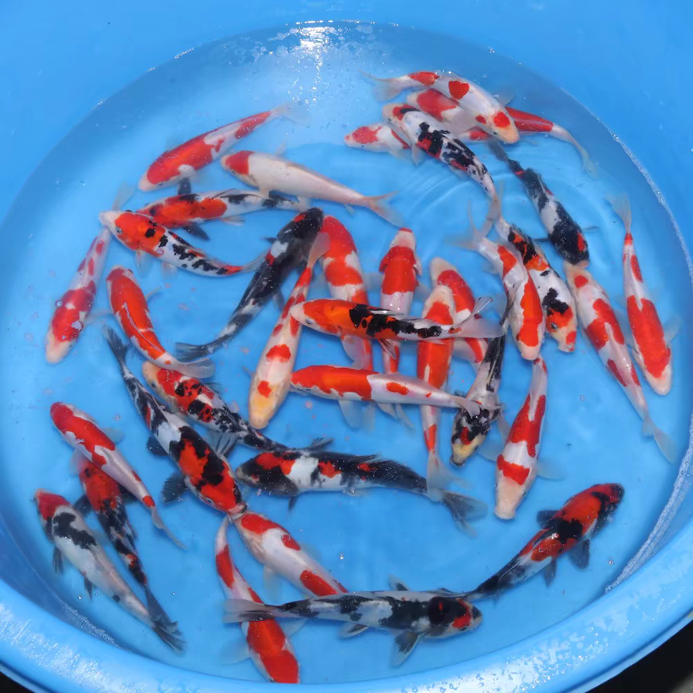 福锦鲤 观赏鱼 淡水 冷水 好养好活 各种品种 混合搭配 包开箱活