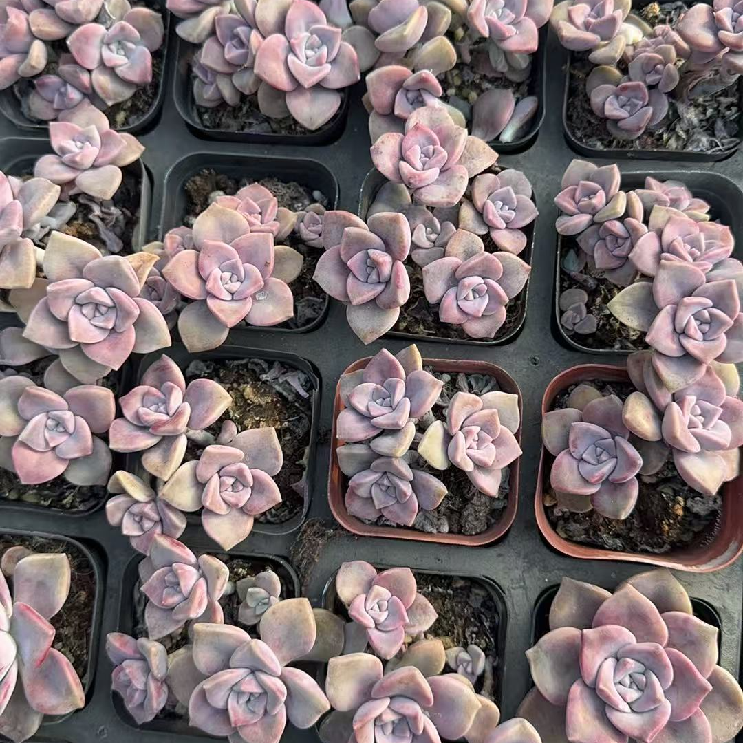 紫乐多肉（以直播间展示为准）