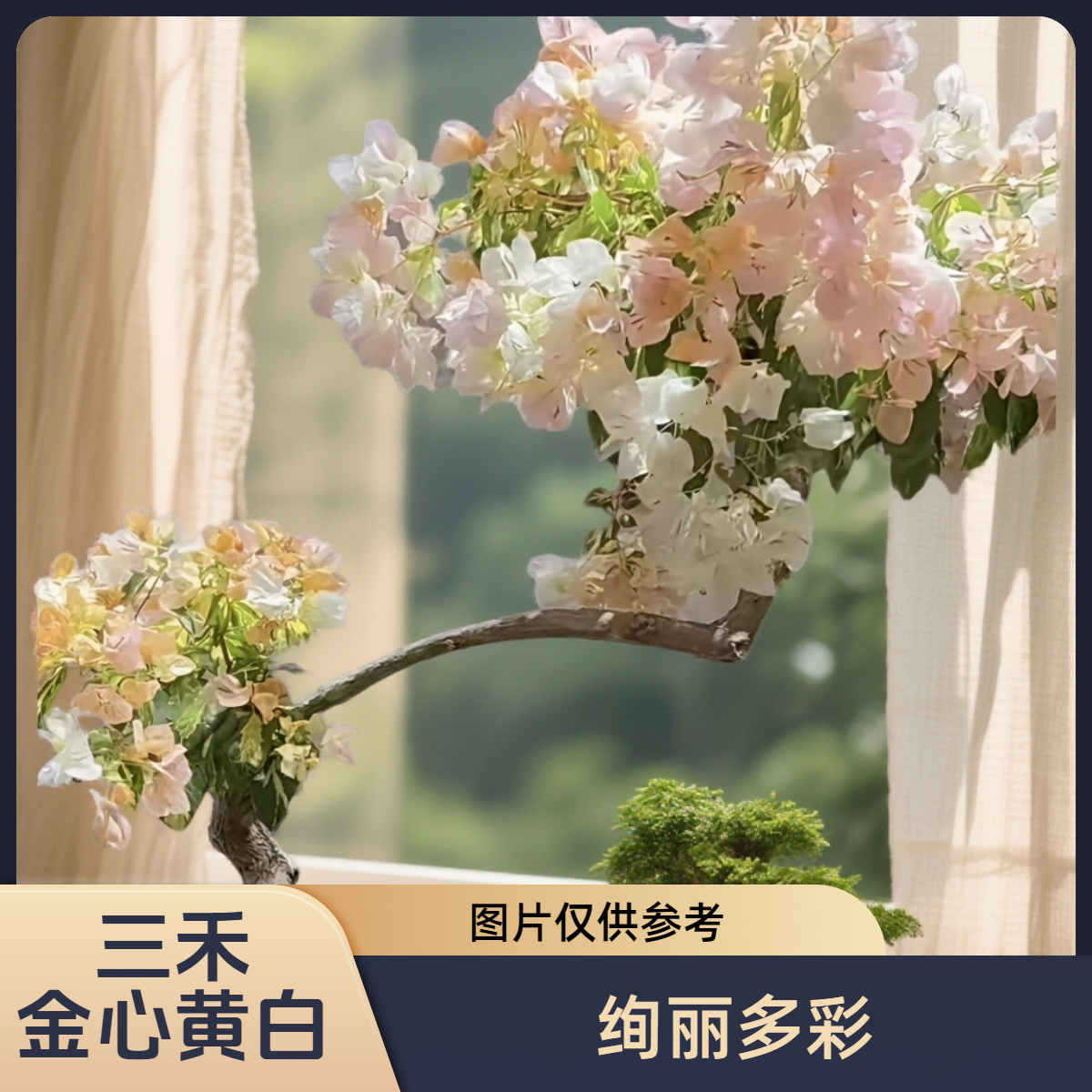 【金心黄白】·四季开花·原盆原土·阳台庭院爬藤三角梅