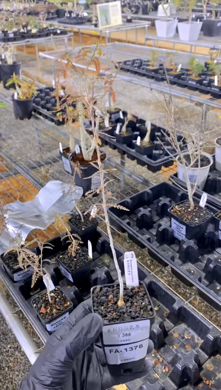 【闪购商品】索科特拉乳香FA-1376