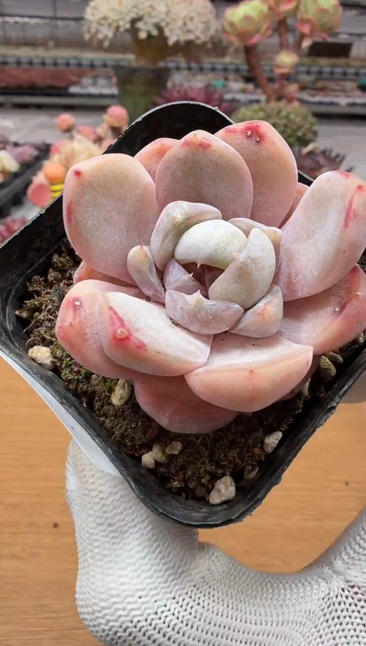 东云多肉园二店-195